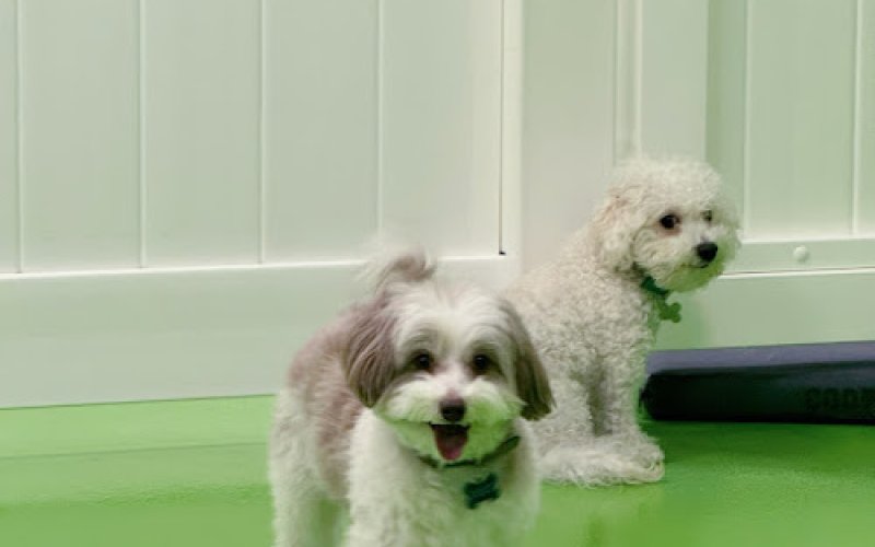 Pawsome Vita — Pet boarding service in Jersey City