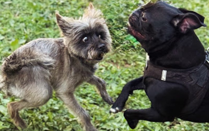 Tamed Paw's Dog Daycare and Dog Sitting — Pet boarding service in Jersey City
