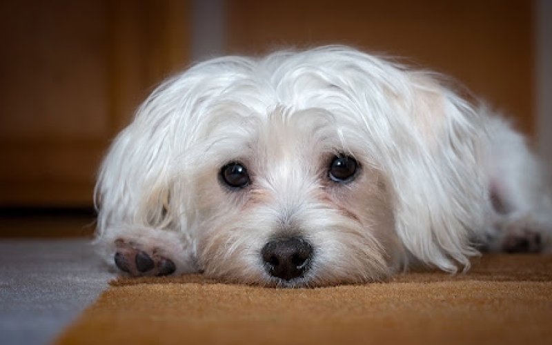 Veterinaire Pet Care — Veterinarian in Jersey City