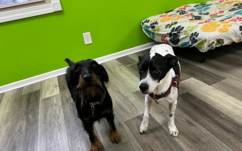 Peace, Love, & Happy Pets, LLC
