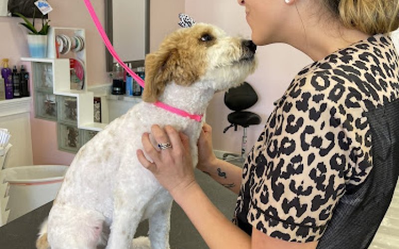 Desired Styles Pet Grooming