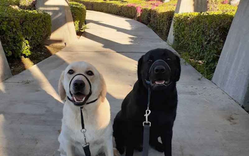 Kristy's TLC Animal Care