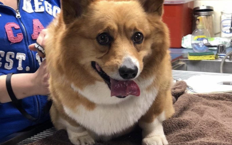 The Pets Place Animal Hospital
