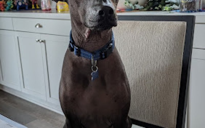 VK Care Petsitting
