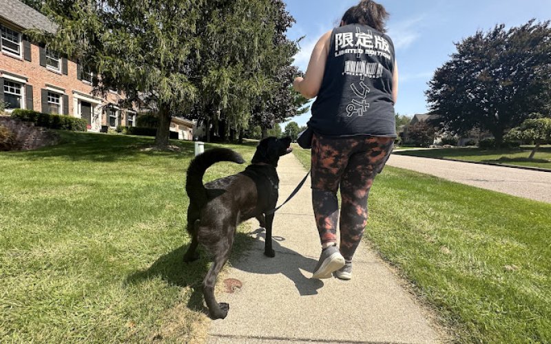 Cloud 9 Canine - Kalamazoo Dog Training & Pet Care