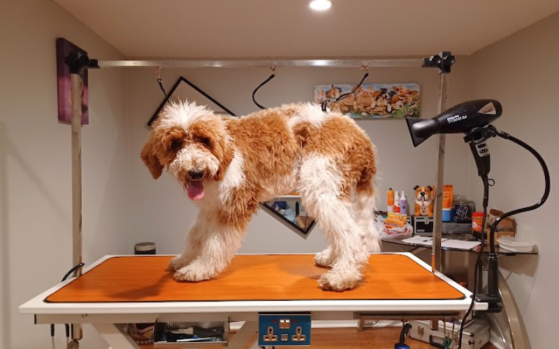 A Trusted Friend Petcare and Grooming