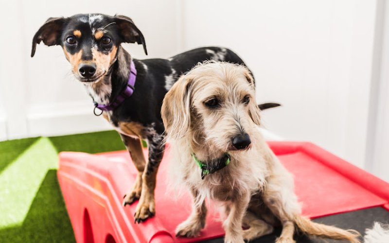 Camp Bow Wow Kansas City Westport