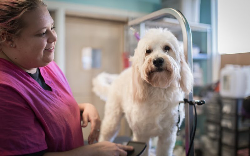 Pooches Paradise Daycare and Resort