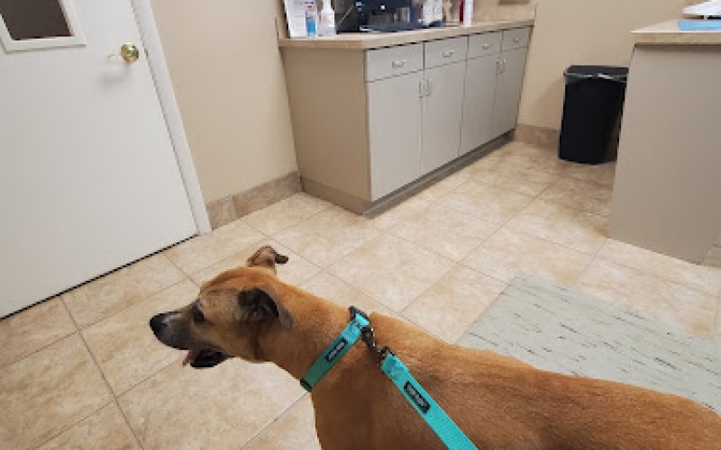 All Creatures Animal Clinic