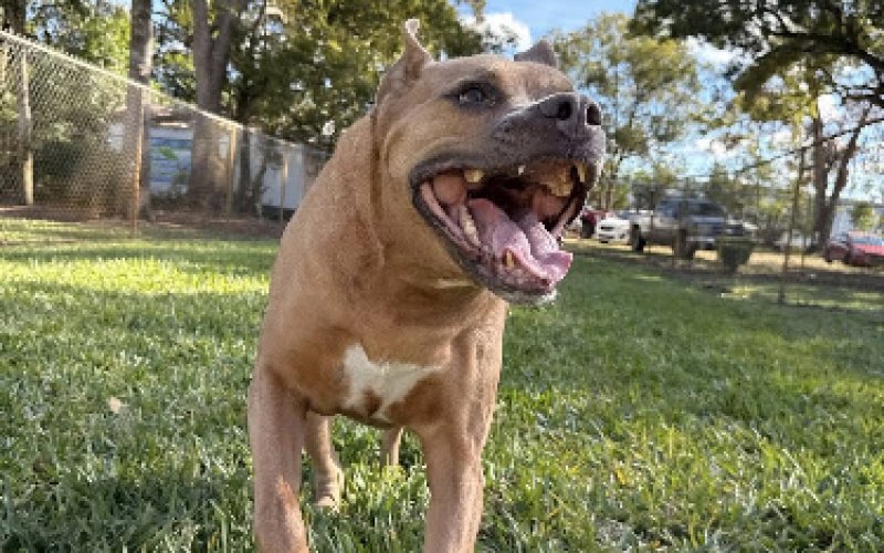Parkway Pet Resort — Kennel in Lakeland