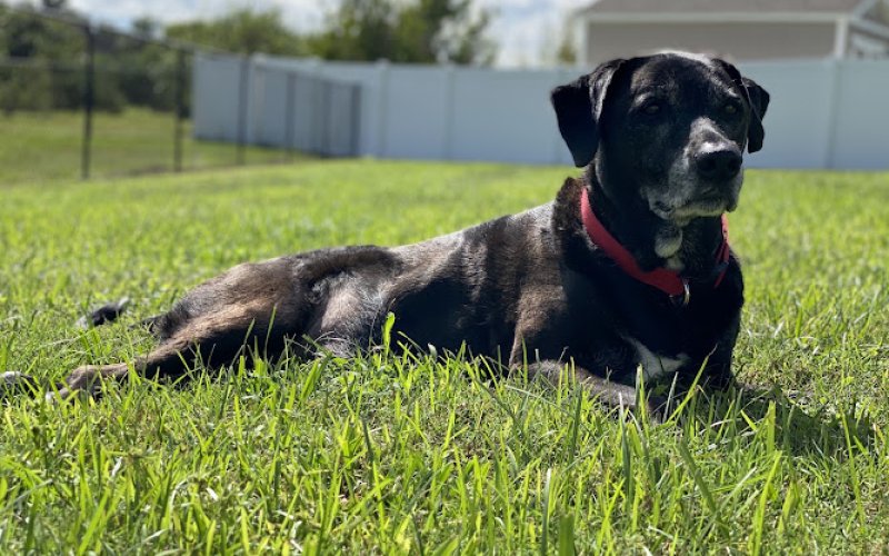 The Pet Nanny Lakeland LLC — Pet sitter in Lakeland
