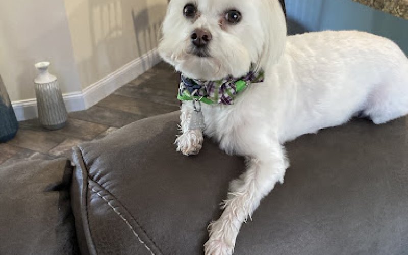 TLC PetSnip, Inc