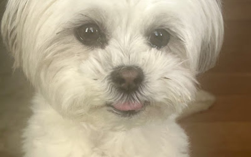 Happy and Healthy Pet Sitting