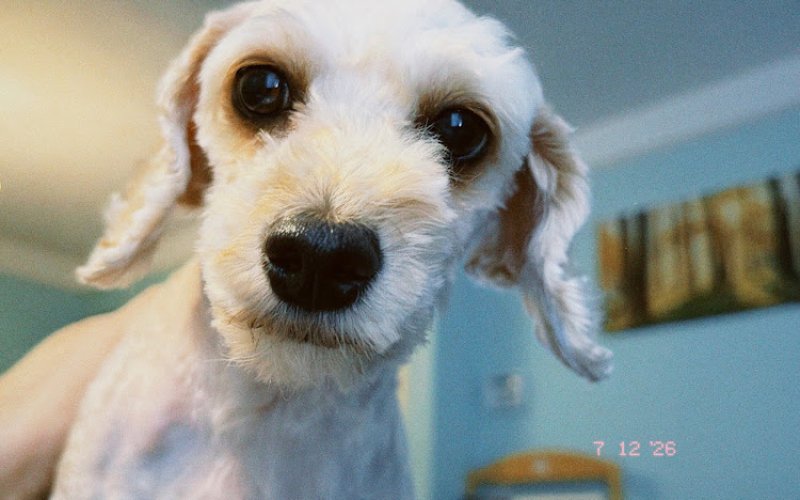Capital Area Humane Society Spay & Neuter Clinic