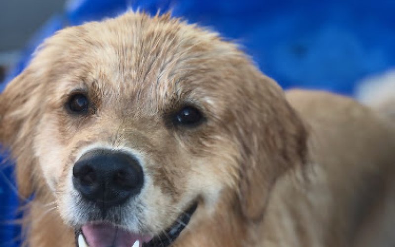 Doggy Daycare & Spa
