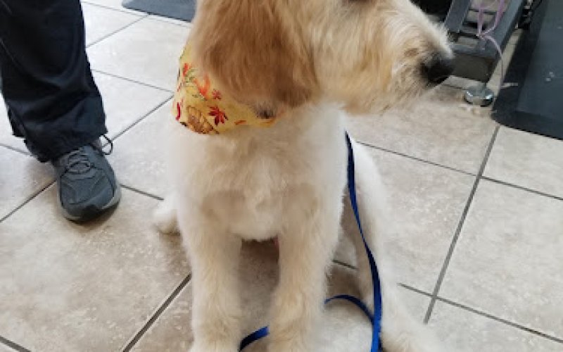 The Elegant Pooch