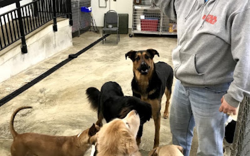Waverly Animal Hospital Boarding Grooming & Wellness Center