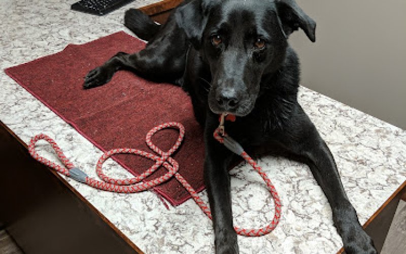 Animal Health Center LLC — Veterinarian in Laramie
