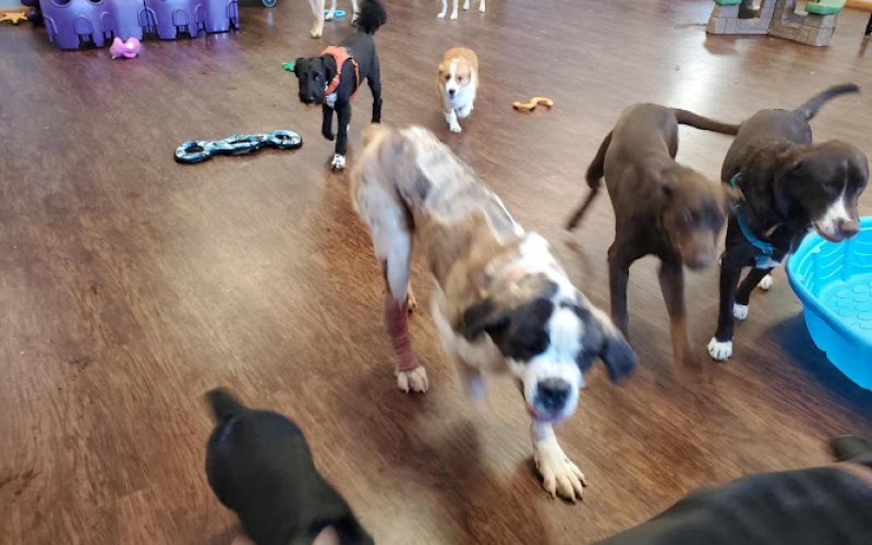 Bark Avenue Pet Salon & Resort — Pet boarding service in Laramie