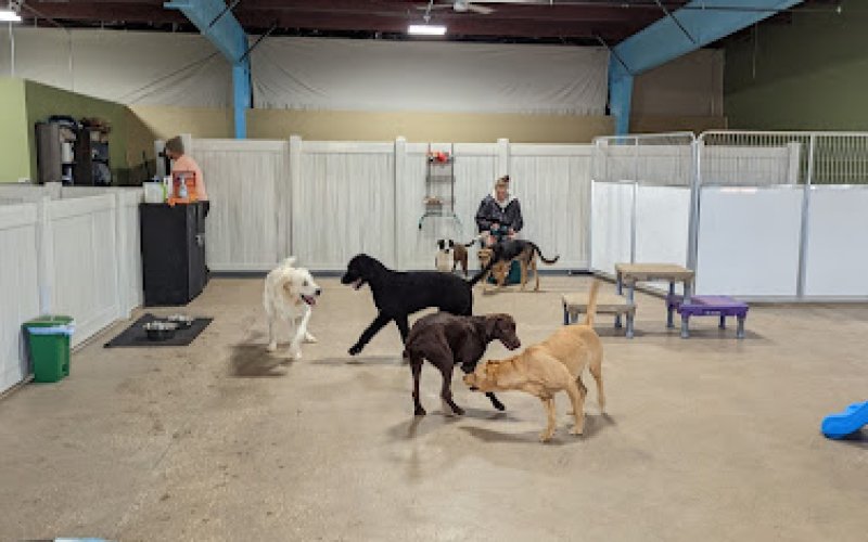 Elevation Pet Resort — Pet boarding service in Laramie