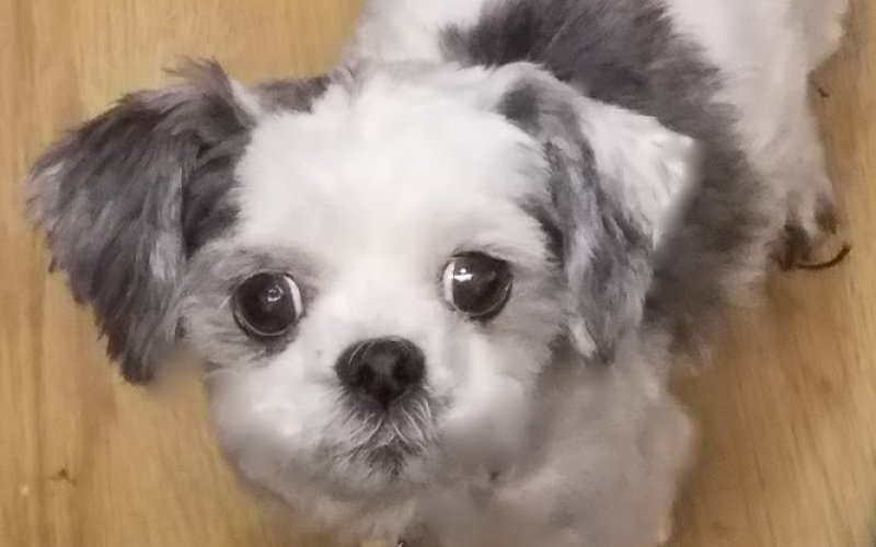 Fluffy Puppy Dog & Cat Grooming — Pet groomer in Laramie