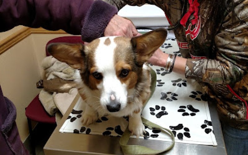 Gem City Veterinary Services — Veterinarian in Laramie