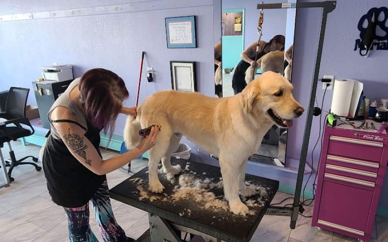 The Pet Spaw LLC — Pet groomer in Laramie