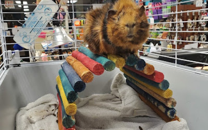 Windy City Pet Store — Pet supply store in Laramie