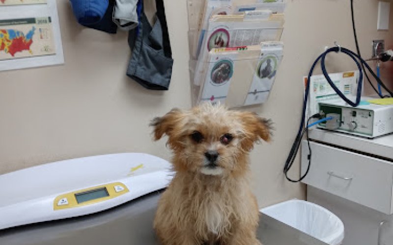 Critter Care Veterinary Clinic