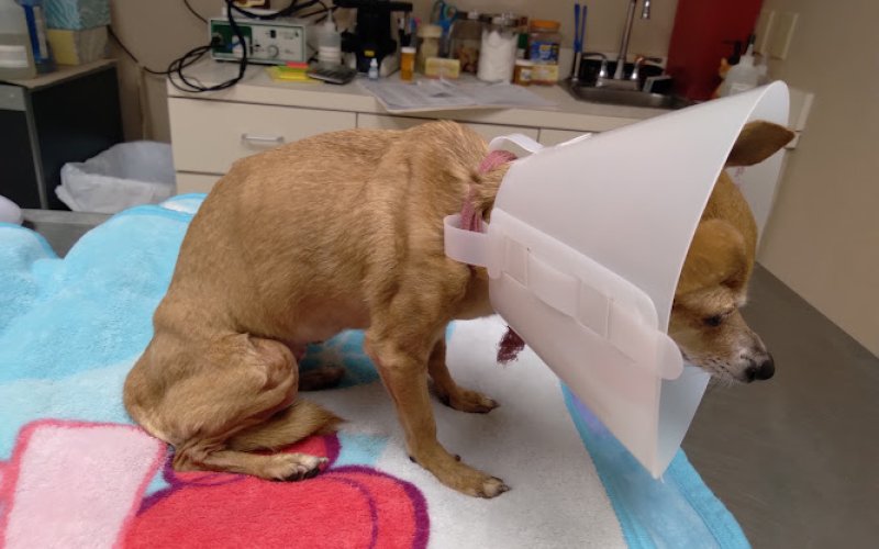 Laredo Animal Clinic