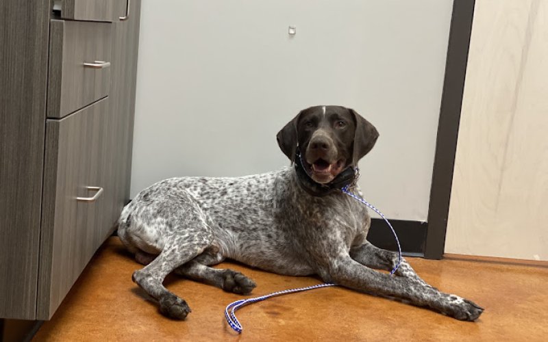 Laredo Pet Vet PC