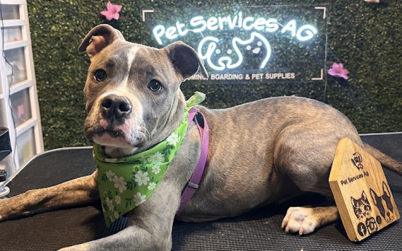 Pet Services AG