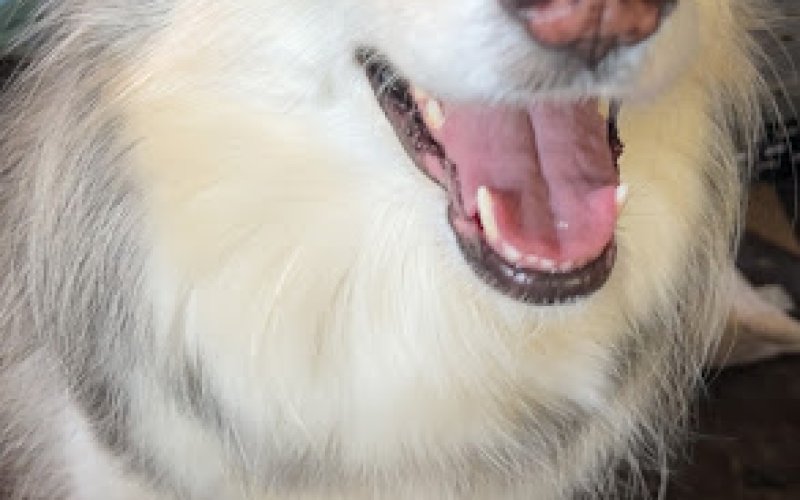 Pet Dr. 911 Pet Urgent Care