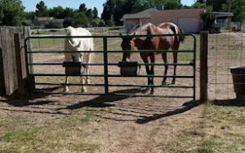 Waggy Tails Pet Care — Pet sitter in Las Cruces