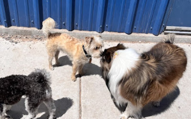 Your Pet Space