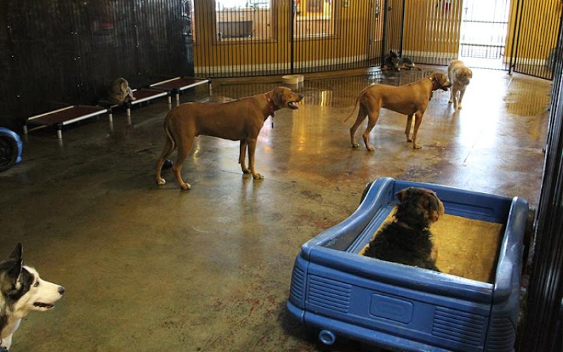 LV (Las Vegas) Dog Resort