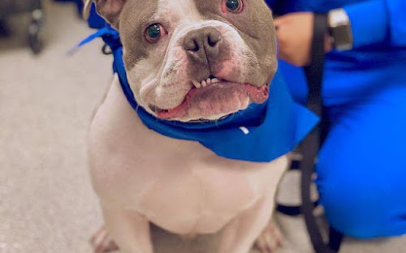 Pet Health Animal Hospital