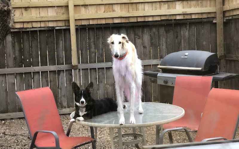 Bailey's Deluxe Pet Care