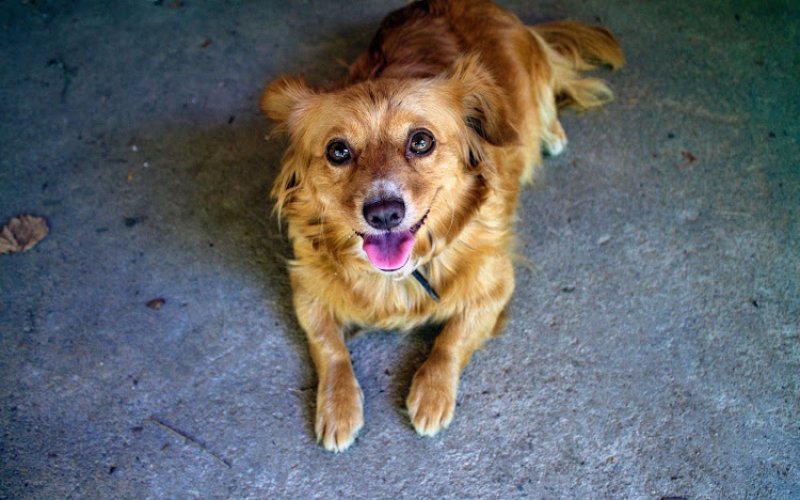 Wachal Pet Health Center