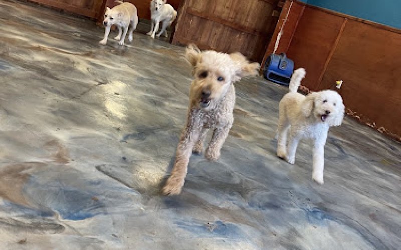 Hillcrest Dog Spot
