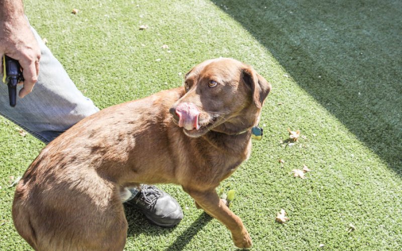 BratPak Dog Kamp - Livermore