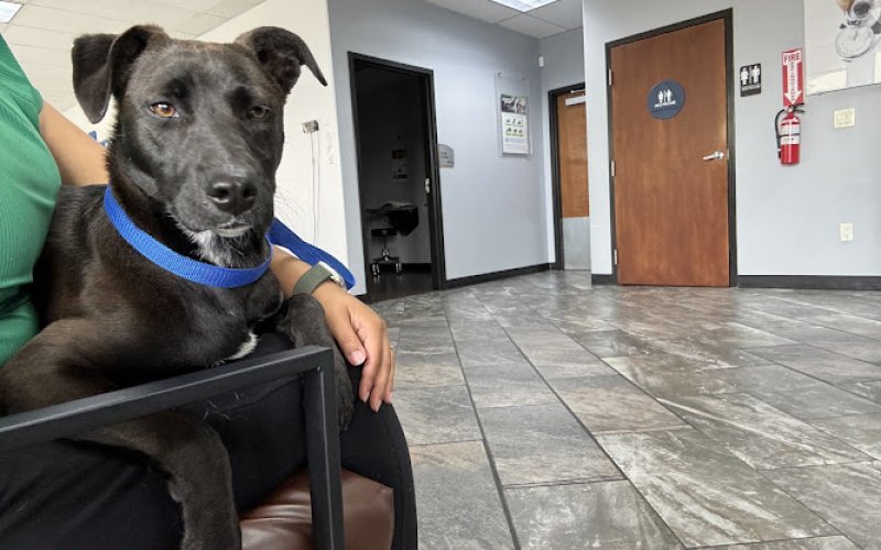 PetCura Animal Hospital
