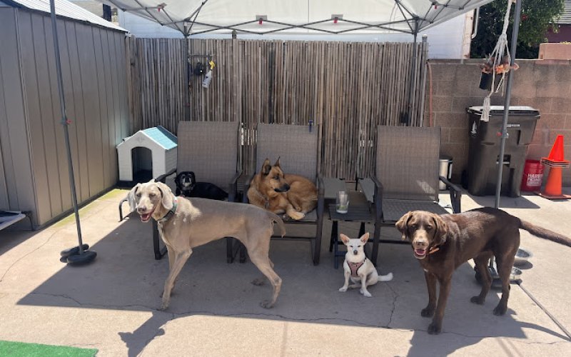 Little Rascals Dog Walking and Pet Sitting