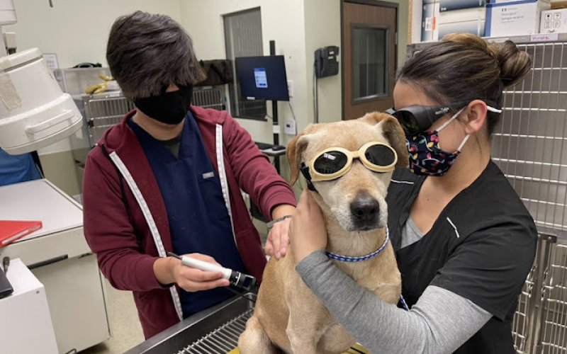 Parkview Pet Hospital - Long Beach