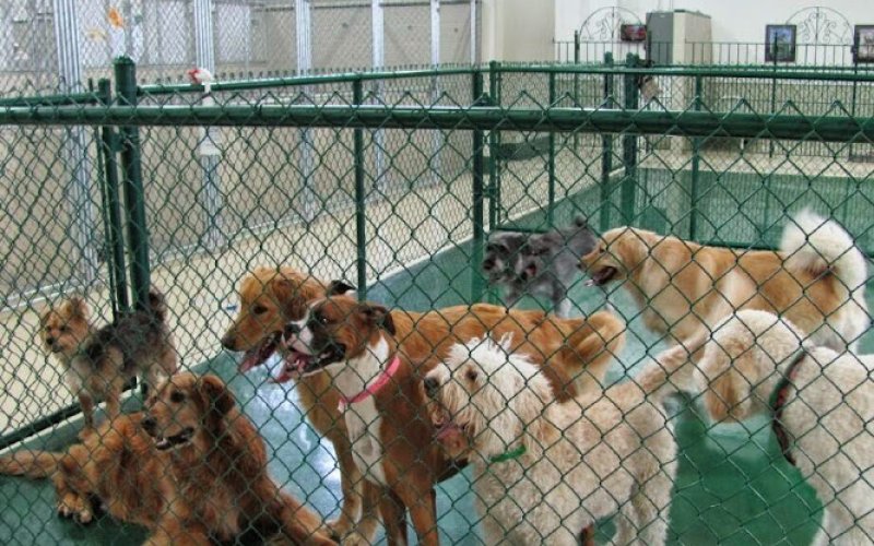 PetSuites Middletown