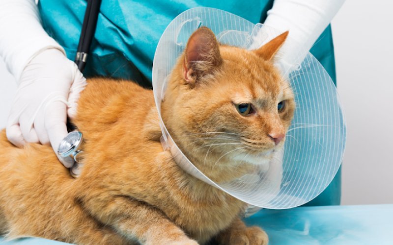 Animal Care Clinic