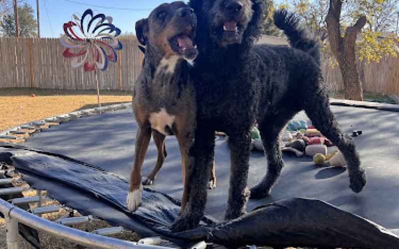 Camp Happy Pawz Boarding & Day Care