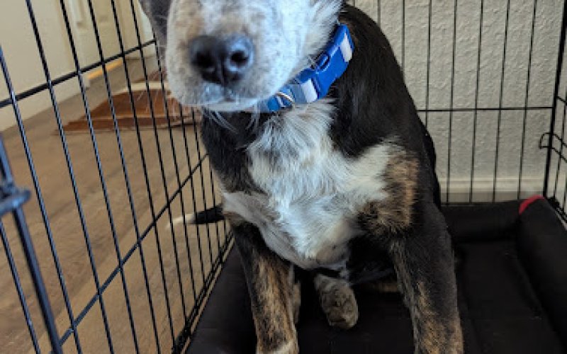 Live Oak Pet Hotel