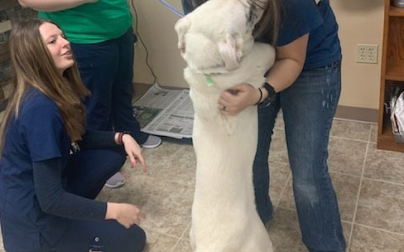 P.E.T.S. Clinic of Lubbock