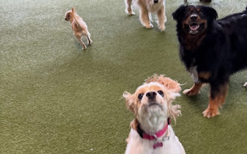 Petz Boarding and Doggie Daycare